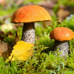 Лісові гриби на дачній ділянці