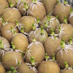 Як виростити картоплю з насіння?
