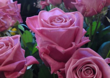 Опис троянди Аква – догляд та вирощування рослини. Як виглядає троянда Аква на фото в період цвітіння.