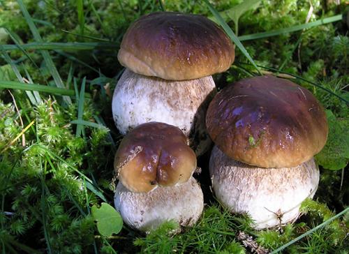 Як виростити білі гриби на дачній ділянці?