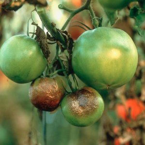 Як захистити помідори від фітофтори?