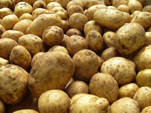 Елітна картопля - вибираємо сорт