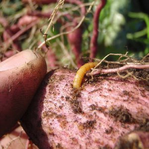 Як захистити картоплю від дротяників?