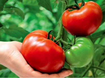Посадка томатів, догляд і висадка розсади