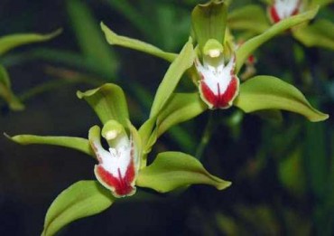 Орхідея цимбідіум: фото і догляд в домашніх умовах