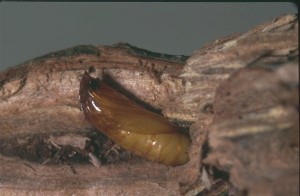 Личинка стеблової мухи. Фото