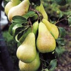 Вирощування груші та догляд за нею
