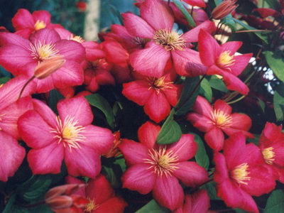 Квіти клематис: фото та опис рослини, цвітіння на дачі, кучеряві і красиві