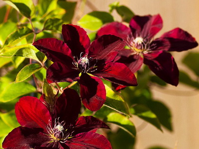 Квіти клематис: фото та опис рослини, цвітіння на дачі, кучеряві і красиві