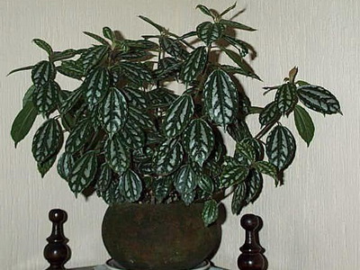 Кімнатна рослина пілея: фото, види, догляд в домашніх умовах