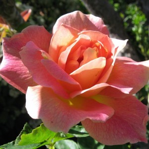 Кращі сорти троянд. Вибираємо царицю квітів. фото