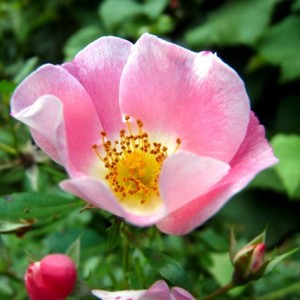 Класифікація садових груп троянд