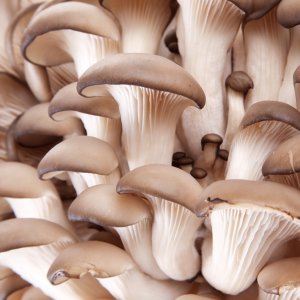 Вирощування грибів в теплицях
