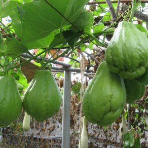 Як виростити мексиканський огірок на дачі? фото