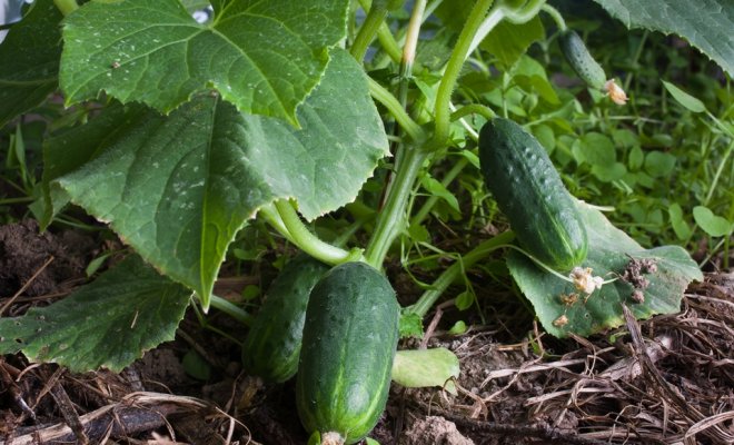 Як вирощувати огірки – покрокова інструкція для початківців