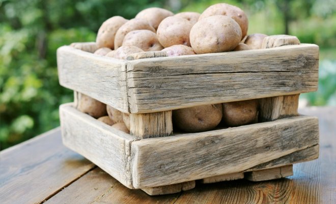 Озеленення картоплі