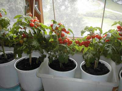 Вирощування помідорів на підвіконні