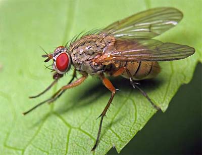 Цибульна муха – що за "звір"