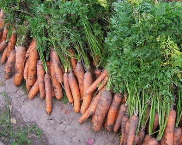 Прибирання і зберігання моркви