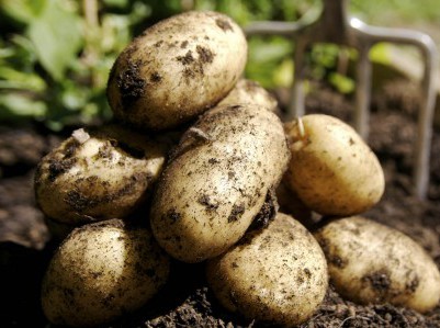 Секрети картопляних плантацій
