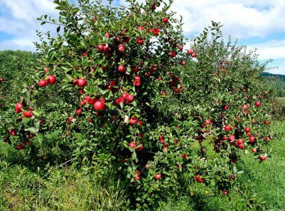 Осіння обрізка яблунь: користь, способи, правила