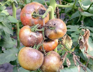 Фітофтороз томатів