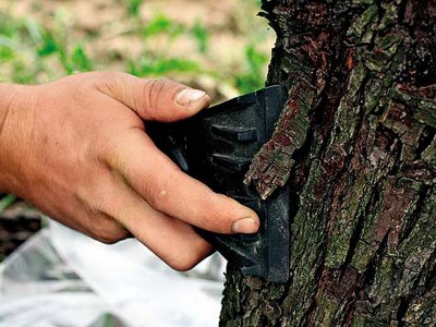 Лікування плодових дерев від чорного раку