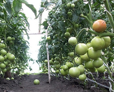 Особливості вирощування томатів у теплиці
