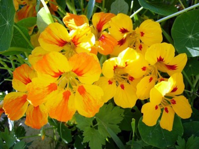 Настурція — квітка з золотим рум'янцем