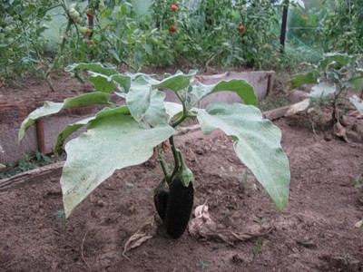 Вирощування баклажанів у відкритому грунті