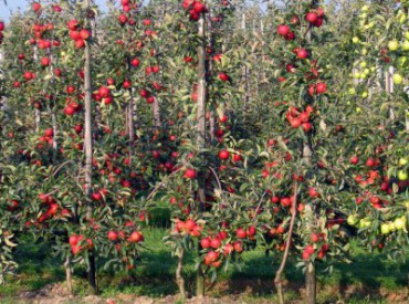 Вирощування колоновидних яблунь — задоволення для дачника
