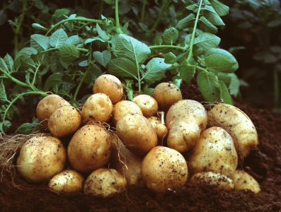 Прибирання і зберігання картоплі