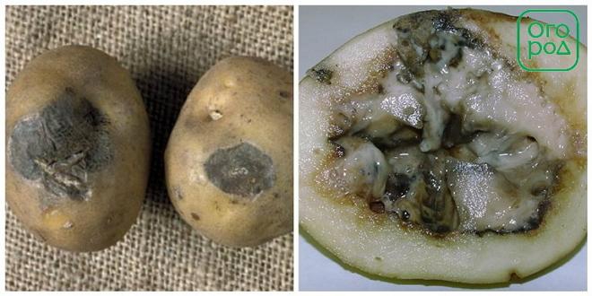 Мокра бактеріальна гниль картоплі