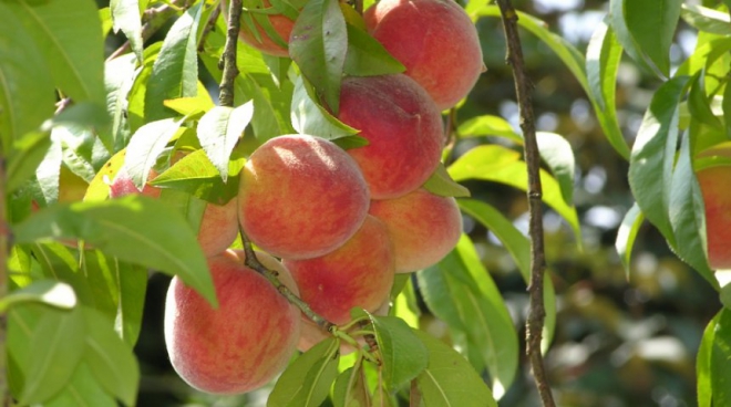 Як виростити персик в середній смузі?