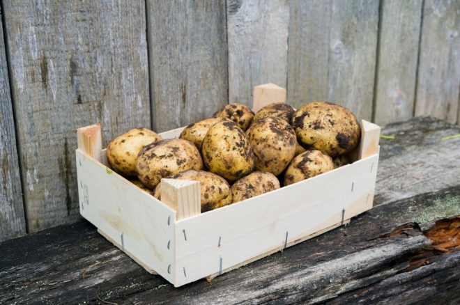 Зберігання картоплі у ящиках