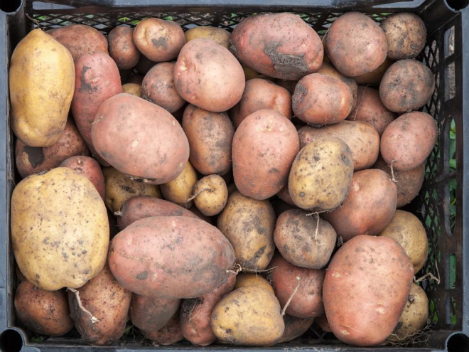зберігання картоплі