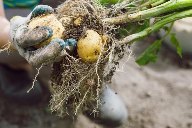 Середня врожайність картоплі з сотки - 200-250 кг