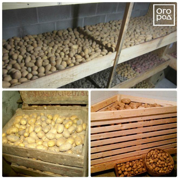Зберігання картоплі в погребі