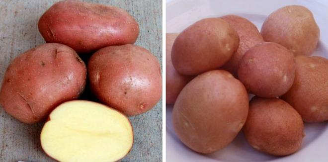 Картопля Беллароза