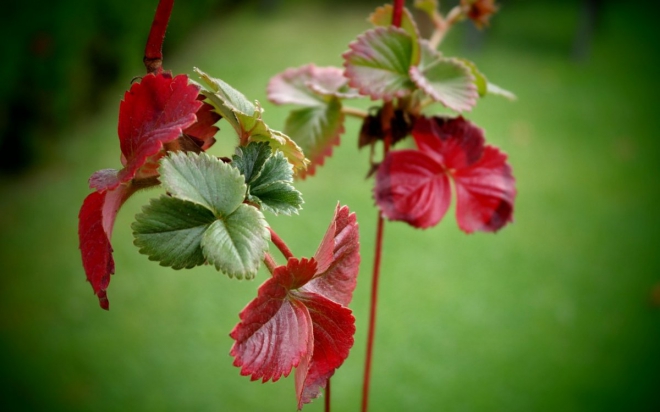 Червоне листя на садовій суниці