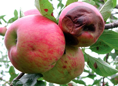 Плодова гниль на яблуні