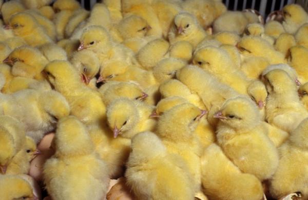 Вирощування і догляд за курчатами
