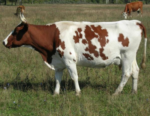 Айширська корова