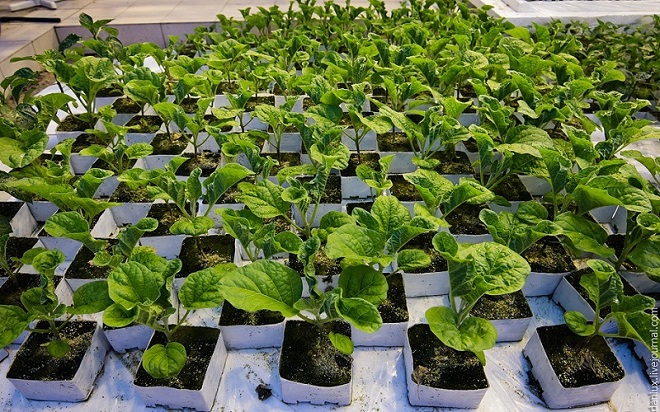 Выращивание баклажан на рассаду в домашних условиях