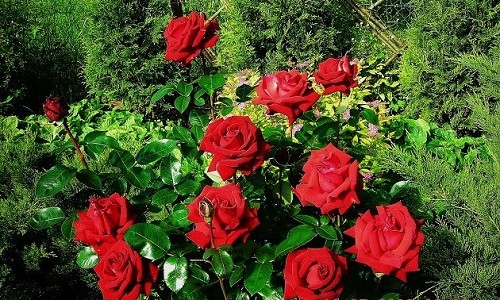 Розы – украшение садового участка