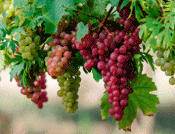 Як одержати багатий урожай винограду якомога раніше