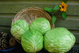 Як зберегти капусту свіжою  до весни