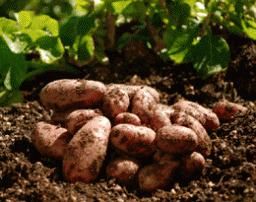 Як посадити картоплю під зиму для суперраннього врожаю