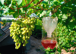 Як краще вберегти виноград від ос