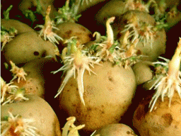 Починаючим городникам на замітку:  пророщення картоплі